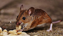 24 Hour & Emergency Exterminators in Neenah, WI
